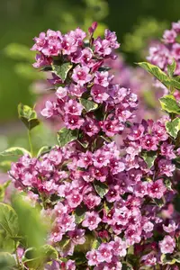 weigela hybr. 'nana variegata' (50- 60cm) - afbeelding 4