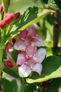 weigela hybr. 'nana variegata' (50- 60cm) - afbeelding 5