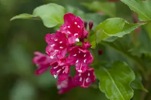 Red Prince - afbeelding 2