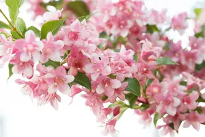 Weigela hybr. 'Rosea' 80-100   BW 4/5T