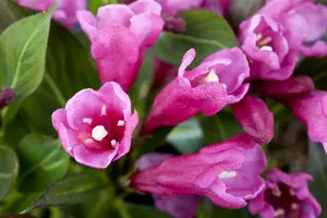 Weigela hybr. 'Rumba' 40- 60   C3