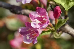 Styriaca