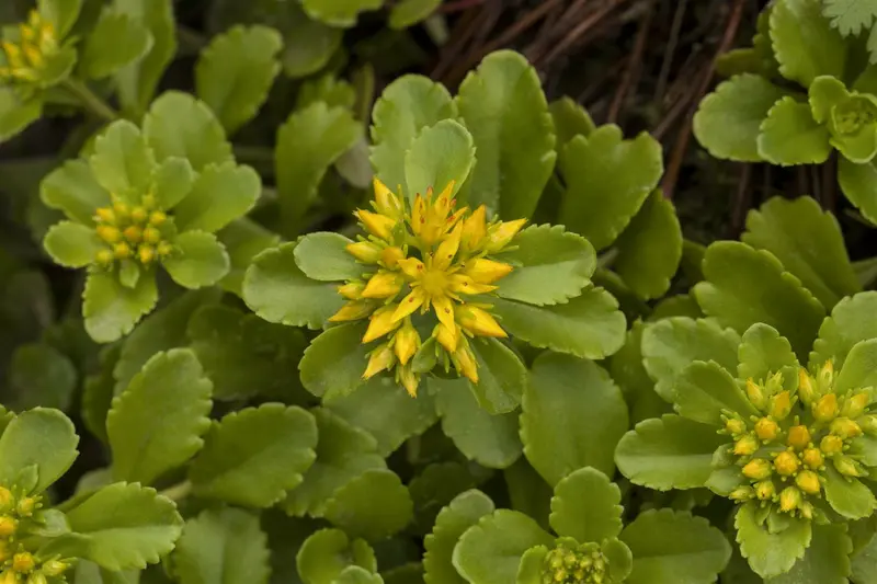 sedum flor. 'weihenstephaner gold' P9 - afbeelding 1