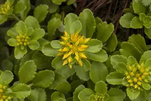 sedum flor. 'weihenstephaner gold' P9 - afbeelding 5