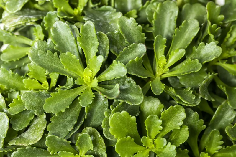 sedum flor. 'weihenstephaner gold' P9 - afbeelding 2