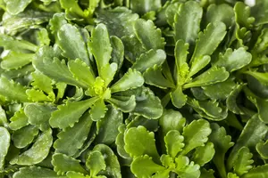 sedum flor. 'weihenstephaner gold' P9 - afbeelding 2