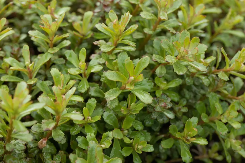 sedum flor. 'weihenstephaner gold' P9 - afbeelding 3