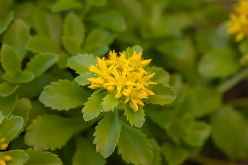 sedum flor. 'weihenstephaner gold' P9 - afbeelding 4