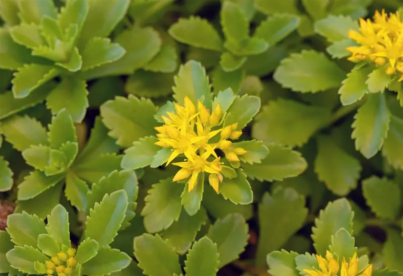 sedum flor. 'weihenstephaner gold' P9 - afbeelding 5