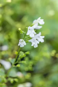calamintha nep. 'weisser riese' P9 - afbeelding 2