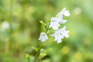 calamintha nep. 'weisser riese' P9 - afbeelding 3