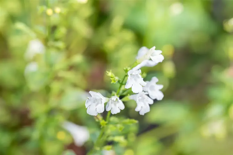 calamintha nep. 'weisser riese' P9 - afbeelding 1