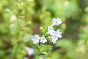calamintha nep. 'weisser riese' P9 - afbeelding 3