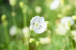 Weißkehlchen - afbeelding 2
