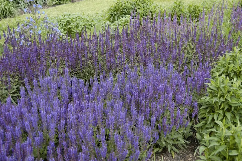 salvia nem. 'wesuwe' P9 - afbeelding 1