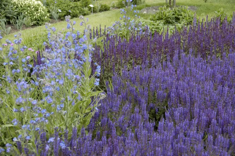 salvia nem. 'wesuwe' P9 - afbeelding 2