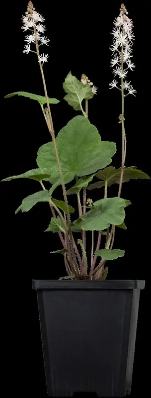 tiarella wherryi P9 - afbeelding 1