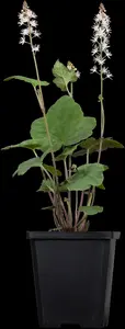 tiarella wherryi P9 - afbeelding 3