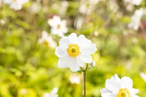 anemone hybr. 'whirlwind' P9 - afbeelding 5