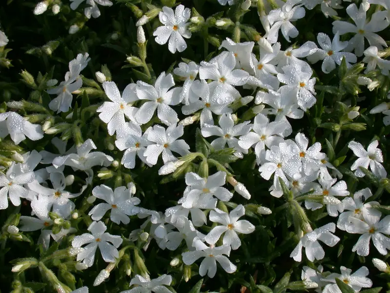 phlox (p) 'white admiral' P9 - afbeelding 2