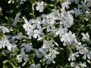phlox (p) 'white admiral' P9 - afbeelding 2