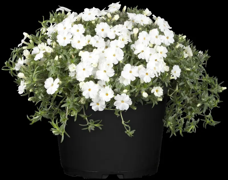 phlox (p) 'white admiral' P9 - afbeelding 1