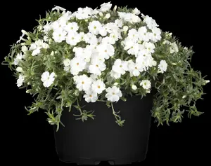 phlox (p) 'white admiral' P9 - afbeelding 2