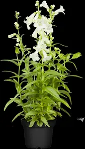 penstemon hybr. 'white bedder' ( 'snowstorm') P9 - afbeelding 2