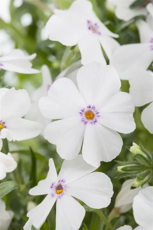 phlox (s) 'white delight' P9 - afbeelding 3