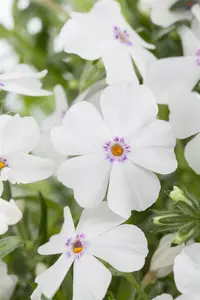phlox (s) 'white delight' P9 - afbeelding 3