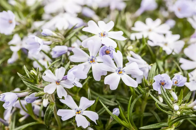 phlox (s) 'white delight' P9 - afbeelding 2