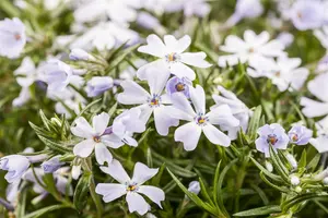 phlox (s) 'white delight' P9 - afbeelding 2