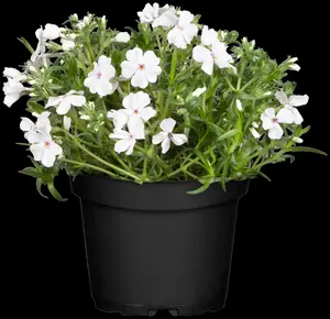 phlox (s) 'white delight' P9 - afbeelding 3