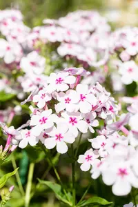 phlox (p) 'white eye flame' P9 - afbeelding 4