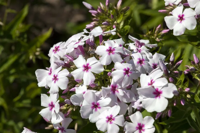 phlox (p) 'white eye flame' P9 - afbeelding 1