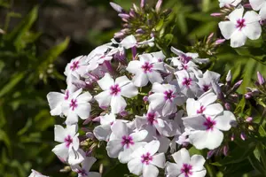 phlox (p) 'white eye flame' P9 - afbeelding 5