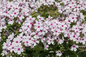phlox (p) 'white eye flame' P9 - afbeelding 2