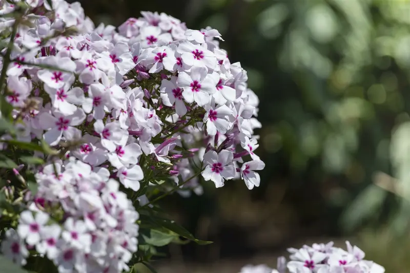 phlox (p) 'white eye flame' P9 - afbeelding 3