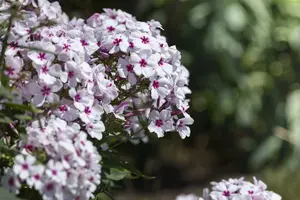phlox (p) 'white eye flame' P9 - afbeelding 3