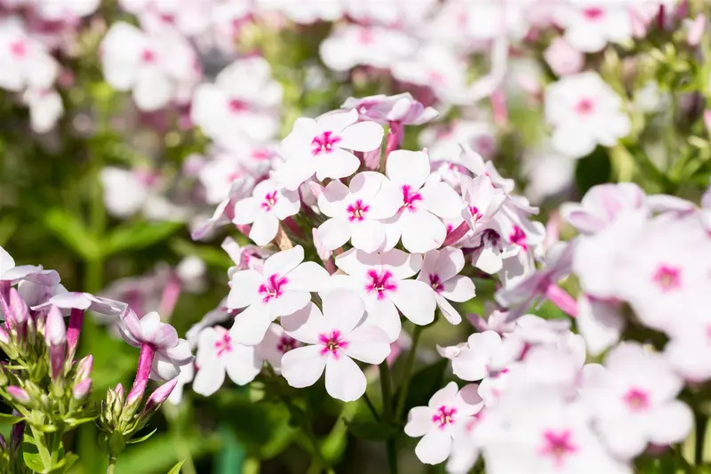 phlox (p) 'white eye flame' P9 - afbeelding 5