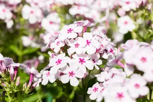 phlox (p) 'white eye flame' P9 - afbeelding 5