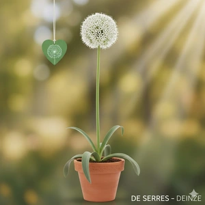 Allium stipitatum 'White Giant'