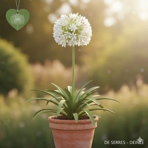 Agapanthus hybride 'White Heaven'