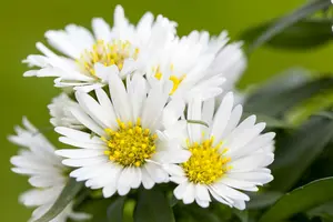 White Ladies - afbeelding 1