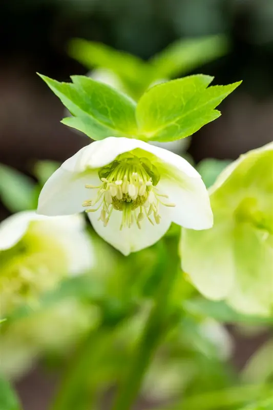 helleborus or. 'white lady' P9 - afbeelding 2