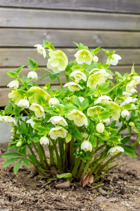 helleborus or. 'white lady' P9 - afbeelding 4