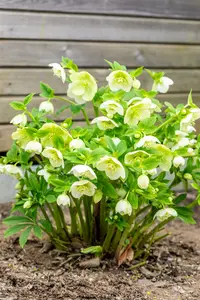 helleborus or. 'white lady' P9 - afbeelding 4