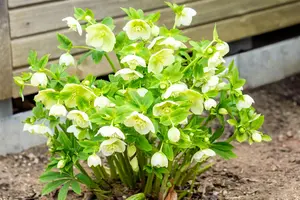 helleborus or. 'white lady' P9 - afbeelding 3