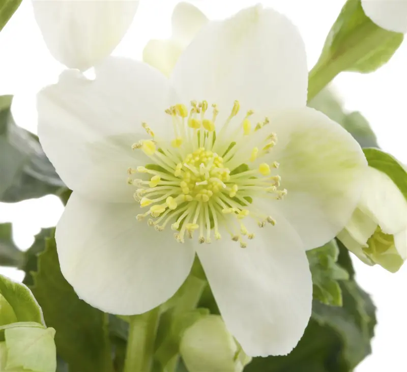 helleborus or. 'white lady' P9 - afbeelding 1