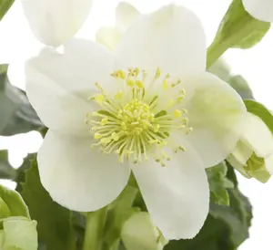 helleborus or. 'white lady' P9 - afbeelding 4